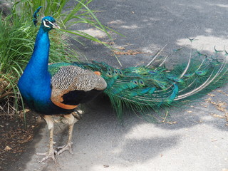 Obraz premium Beautiful Peacock