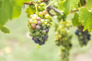 Grapes in vineyard.