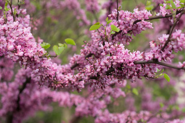 Obraz premium Blooming tree