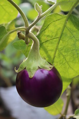 Eggplant