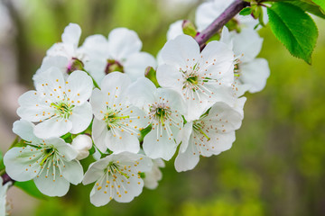 Close up cherry blossom with blurred background