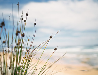 Gräser am Strand