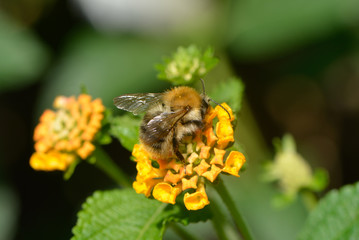 Hummel auf Blüte