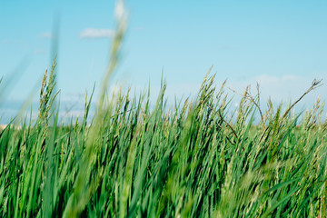 beautiful natural backdrop of high green grass and blue sky