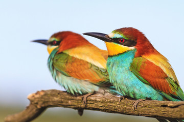 Fototapeta na wymiar couple of beautiful birds