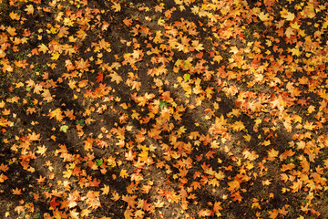 Autumn leaves texture