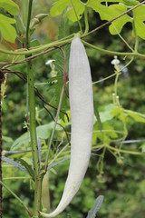 Snake Gourd,pointed gourd