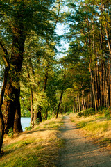 Fototapeta premium The path along the water