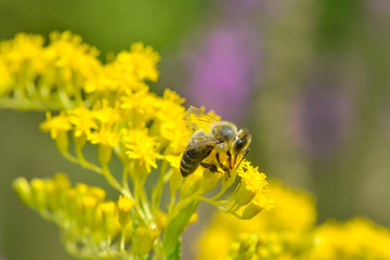 Biene auf gelber Blüte