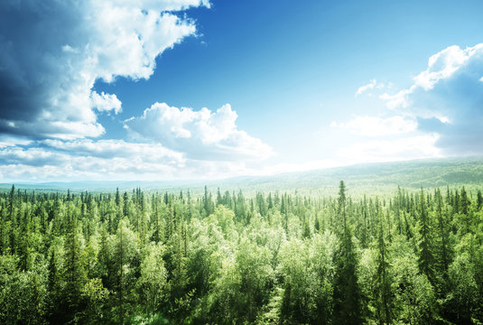forest in sunny day © Iakov Kalinin