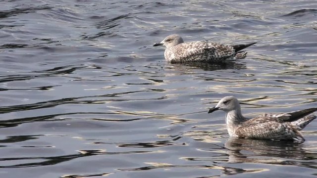Fulmar floating on water. Seagull ship-followers - perfect. The world of animals around.