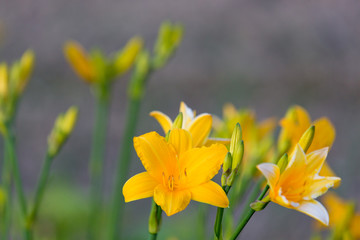 Yellow lilies blooming in the garden