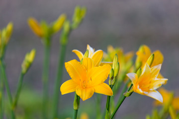 Fototapeta premium Yellow lilies blooming in the garden