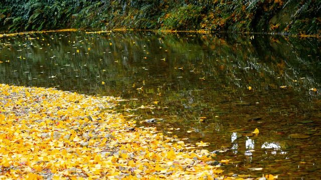Capet of autumn leaves of gingko leaves and river stream
