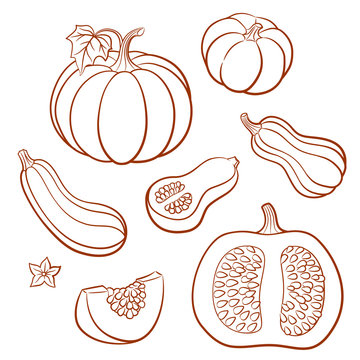 Set of outline vector vegetables. Pumpkins, butternut squash, vegetable marrow; zucchini. Whole fruits with leaves and flowers and slices with seeds