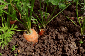 Three carrots growing in the ground