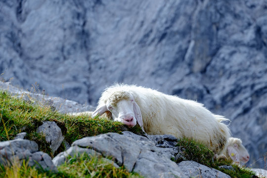 Entspanntes Bergschaf