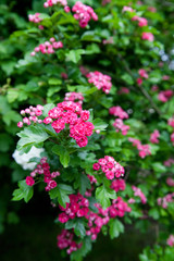 A branch of a flowering scarlet hawthorn