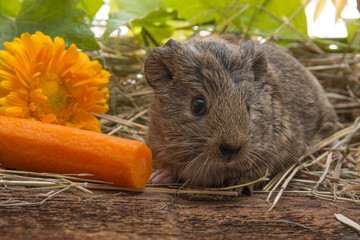 a cute baby of guinea pig close up