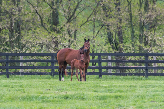 Foal and Mare Stand in Paddock in Early Spring