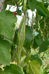 Runner beans on leafy green vine