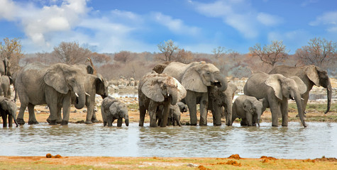 Elephant panorama at a a waterhole in Etosha National Park, Namibia