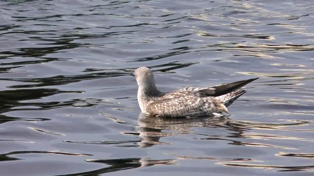 Nestling cormorant Fulmar floating on water. Seagull ship-followers - perfect. The world of animals around.