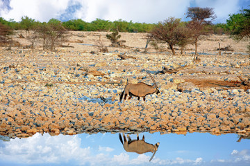 Lone Gemsbok Oryx next to a waterhole with perfect reflection in water with a nice cloudscape -...