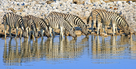 Fototapeta na wymiar Large Herd / Dazzle of Burchells Zebra drinking from a waterhole with a natural reflection in the still water in Etosha National Park, Namibia