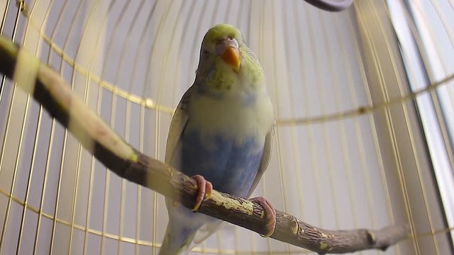 Budgerigar close up in the bird cage. Budgie. Funny budgerigar in a cage at the window. Green budgie in birdcage. Home's pet.