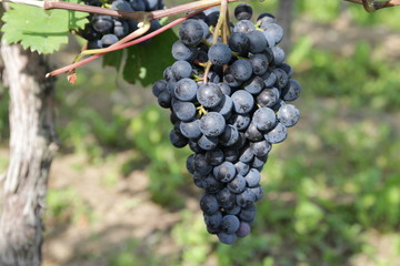 reife Rotweintrauben am Weinstock