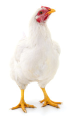 White hen isolated.