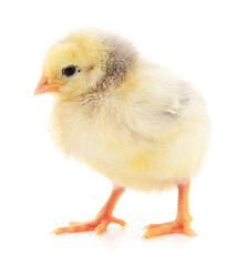 Small yellow chicken.