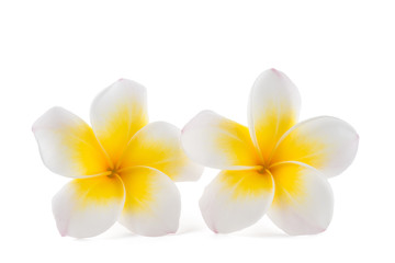 White Frangipani flowers