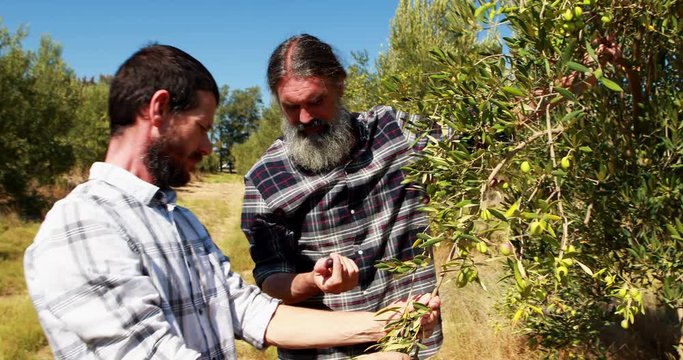 Friends examining olives on plant 