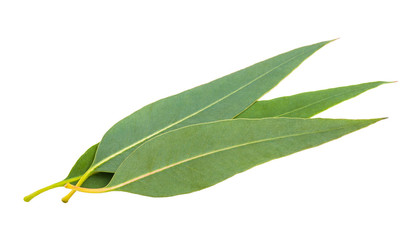 Obraz premium Fresh eucalyptus leaves