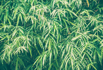 bamboo leaves background