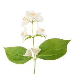  English dogwood