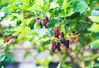 Ripe mulberries on the branch.