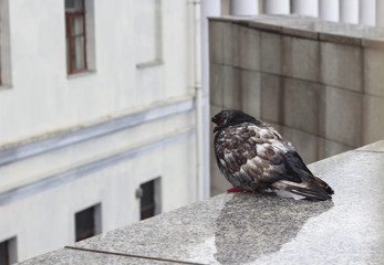 Wet blue sits on the edge of the building in cloudy weather