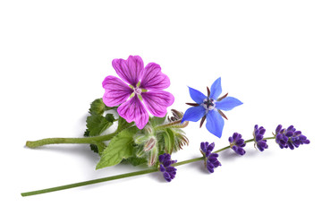 borage mallow and lavender