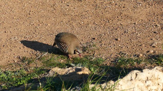 Red-legged Partridge at the Temple of Poseidon at Cape Sounio Greece