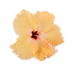 Fototapeta na wymiar Yellow hibiscus flower