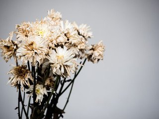 dry white flower isolated on white background