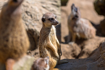 Meerkats in the wild