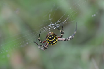 Tiger or wasp spider  in web