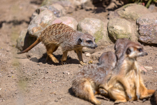 Meerkats in the wild