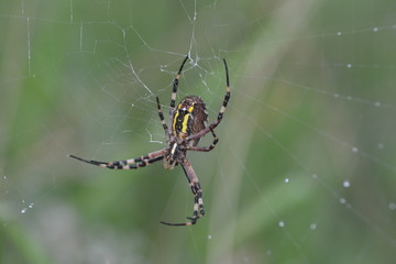 Tiger or wasp spider  in web