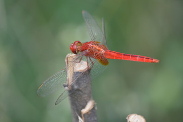 Dragonfly