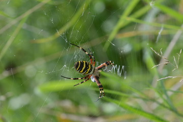 Tiger or wasp spider with prey in web